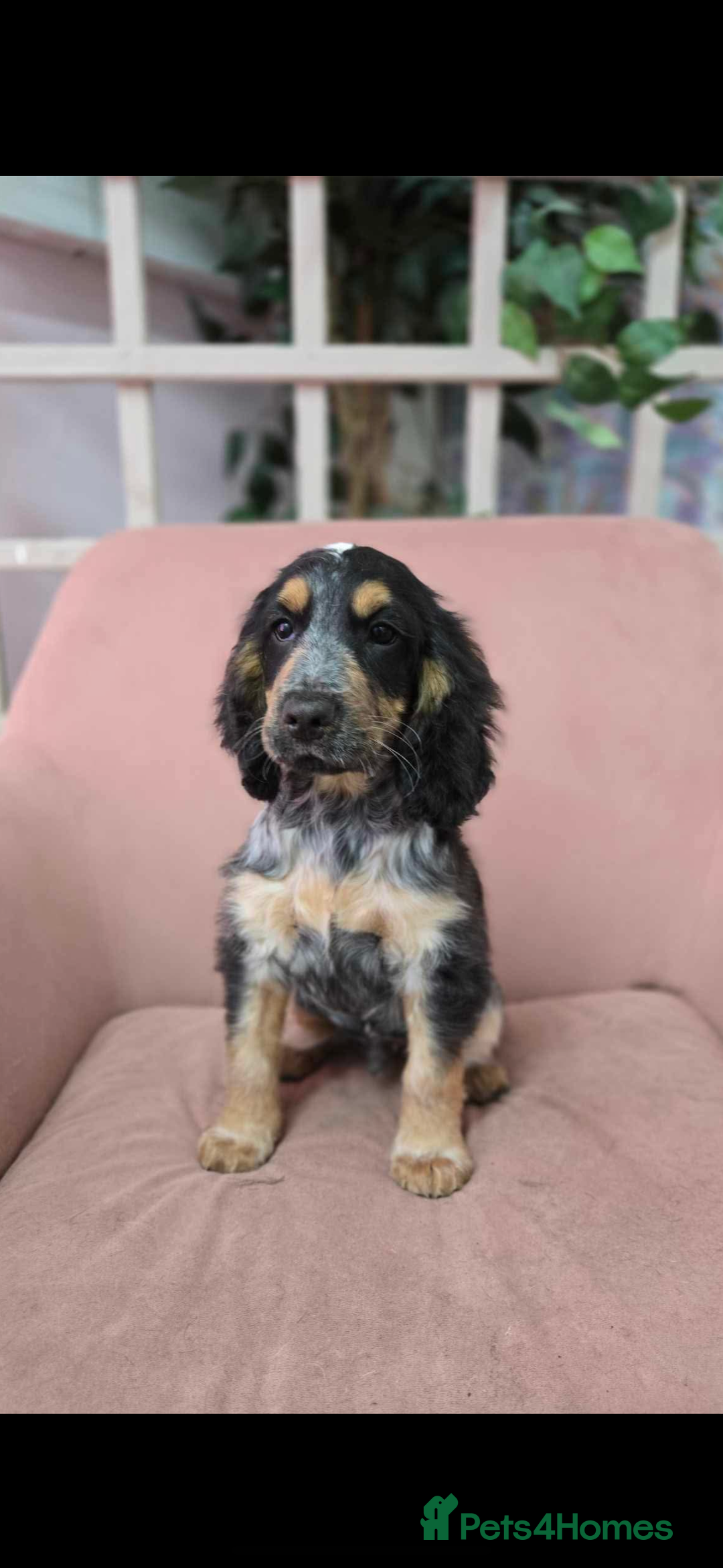 Cocker Spaniel dogs for sale: Show cocker spaniel  - Image 1
