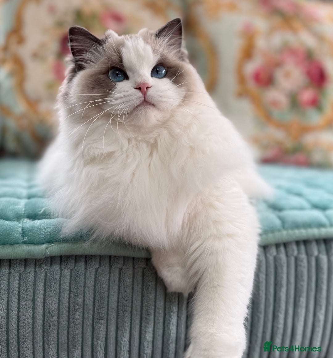 Ragdoll cats for sale: Stunning pet girl  - Advert 3