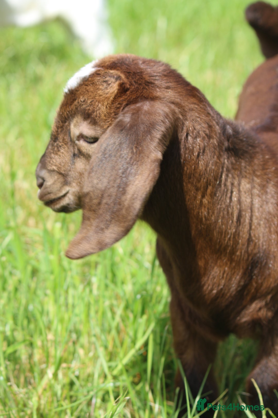 Goats livestock for sale: 3 Boer Wethers Looking For New Home - Image 3