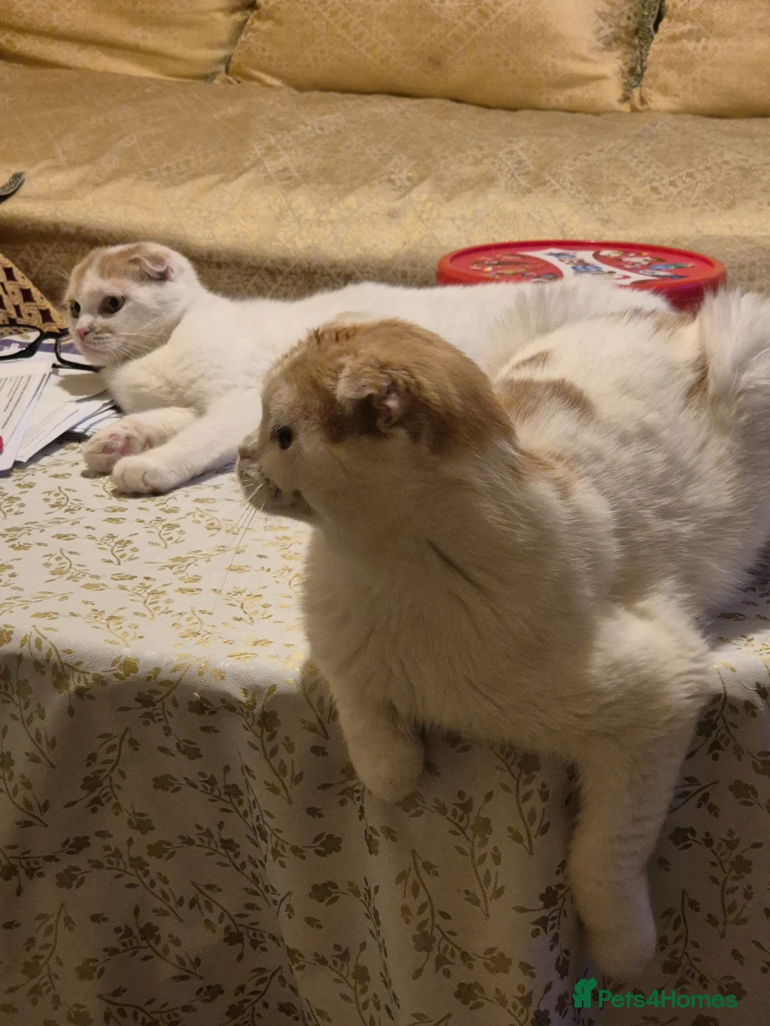 Mixed Breed cats for sale: Scottish fold/ Sphinx mix - Advert 2