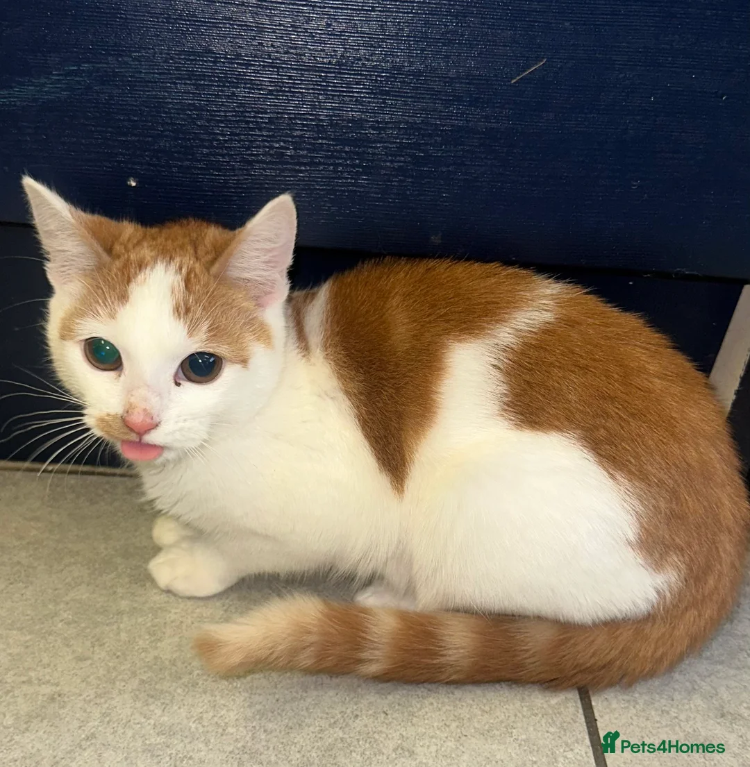 Mixed Breed cats for sale: 1 white boy, 2 white and orange girls - Advert 13