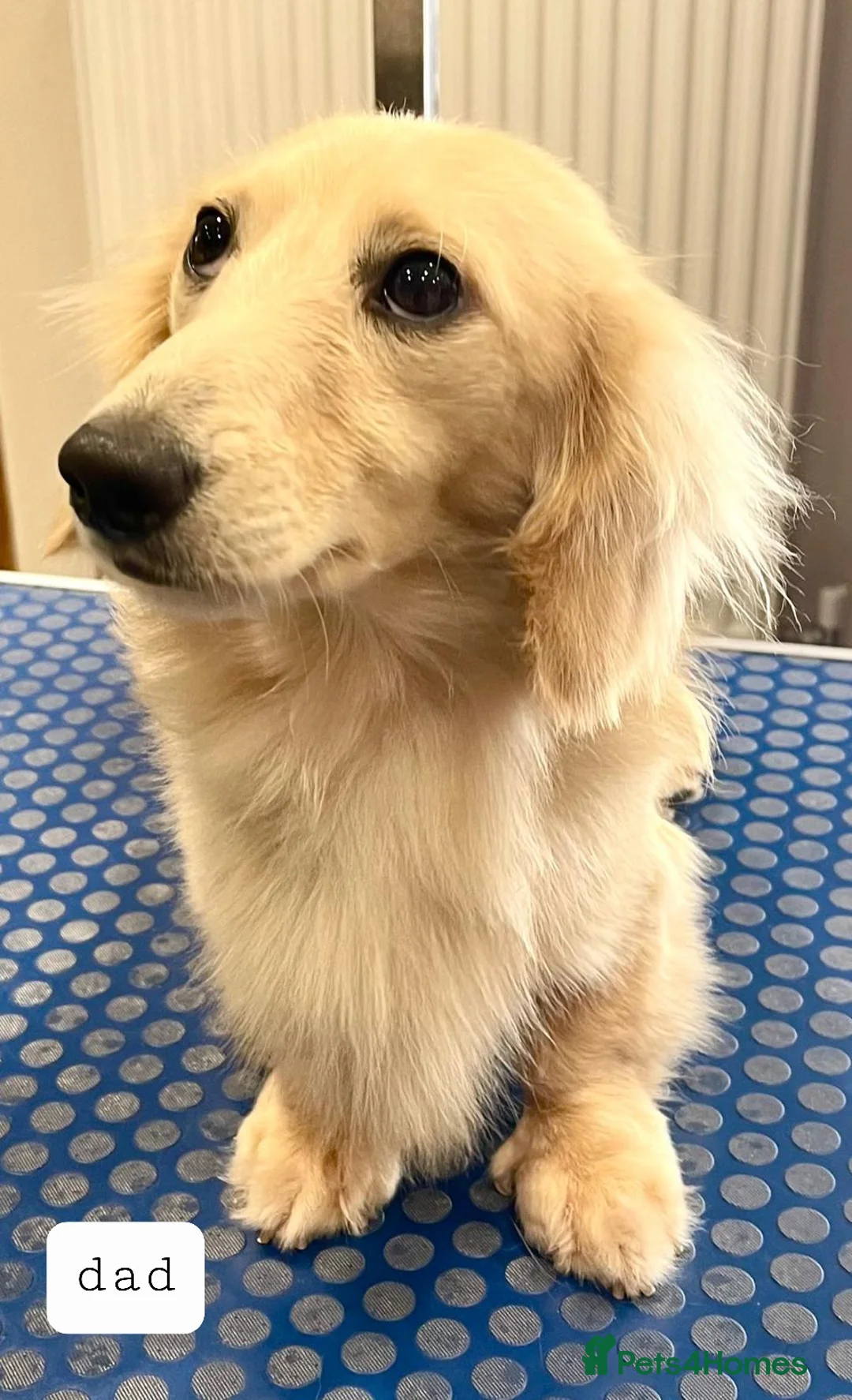 Miniature Dachshund dogs for sale: Miniature long haired daschunds  - Advert 14