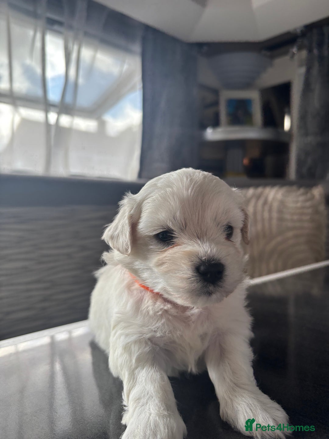 Bichon Frise dogs for sale: bichon frise - Image 2