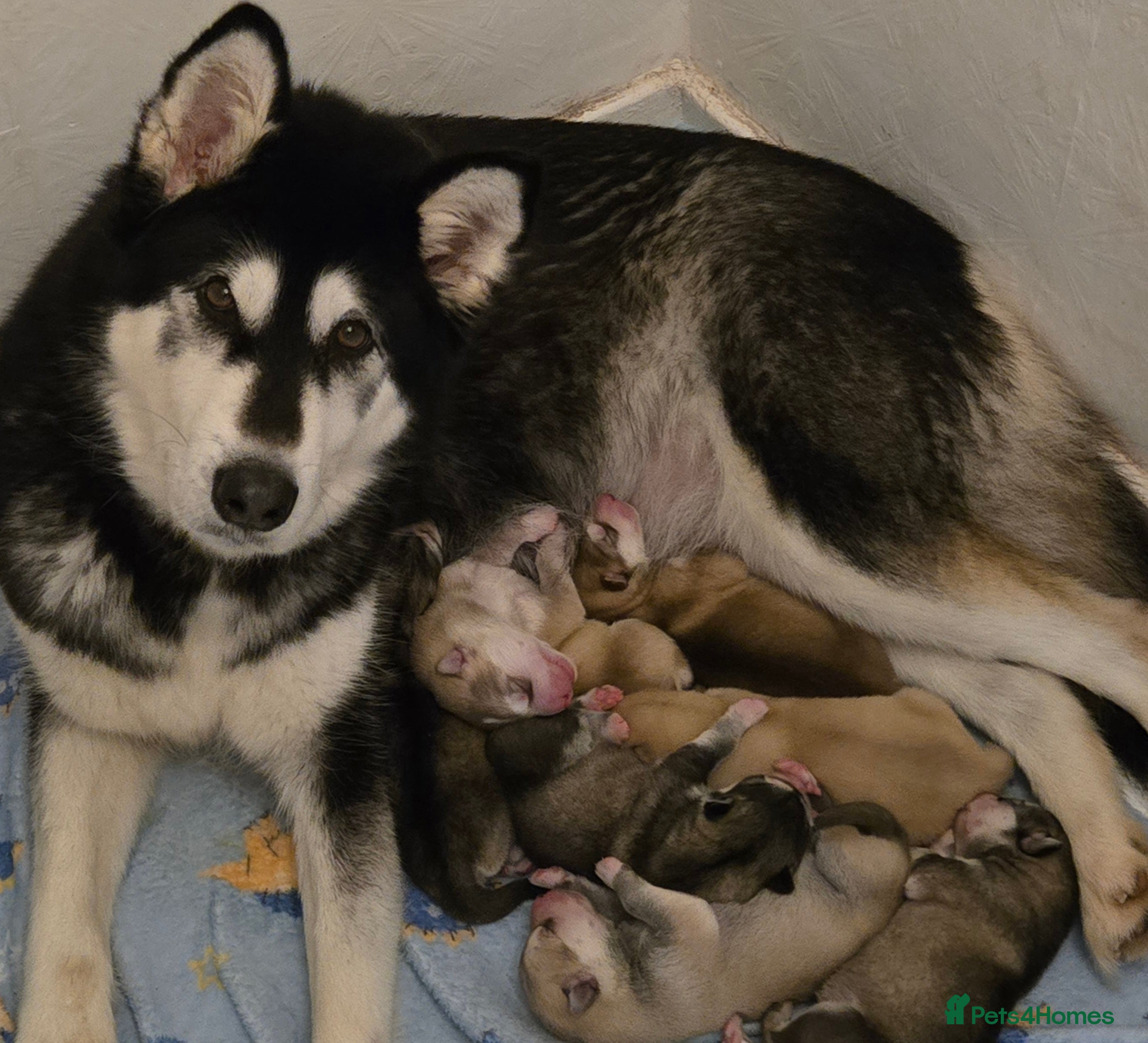 Alaskan Malamute dogs Beautiful Alaskan Malamute Puppies - Advert 1
