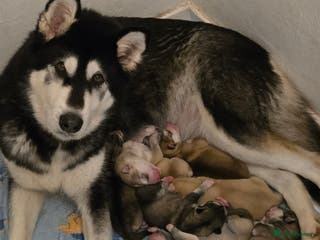 Alaskan Malamute dogs Beautiful Alaskan Malamute Puppies - Advert 1