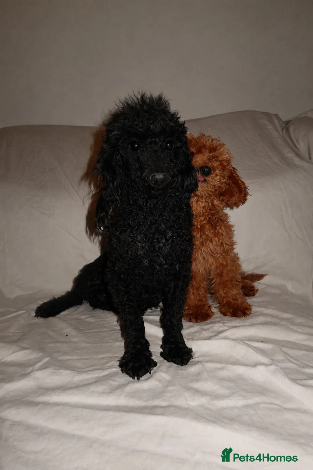 Toy Poodle dogs for sale: Toy poodle puppies  in Yarm - Advert 5