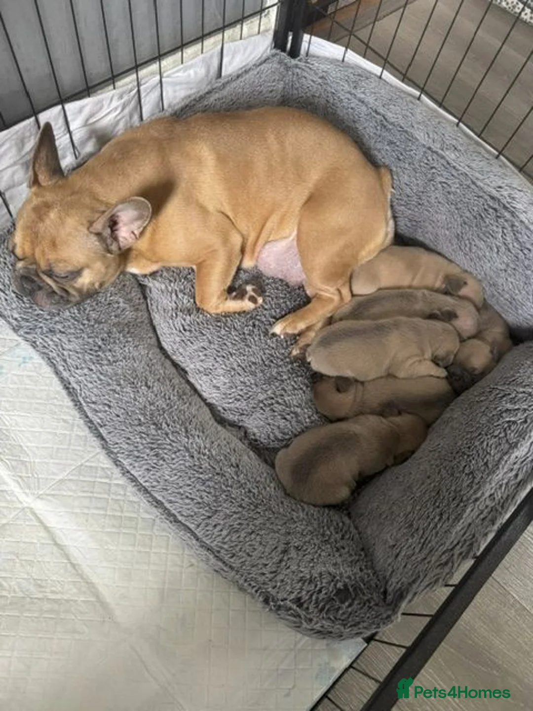 French Bulldog dogs for sale: READY TO HOME KC FRENCH BULLDOG PUPPIES - Advert 19
