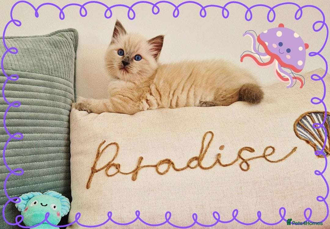 Ragdoll cats for sale: Top-Quality Pedigree Ragdoll Kittens - 3 AVAILABLE - Image 34