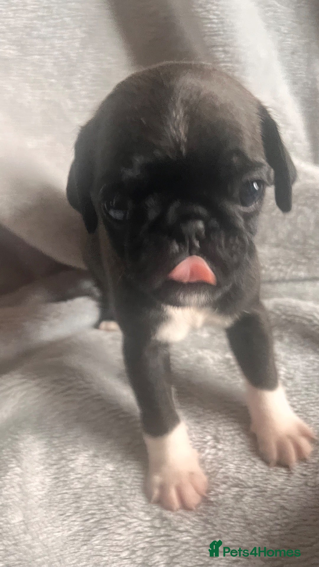 Pug dogs for sale: Stunning KC registered pug puppies  - Advert 12