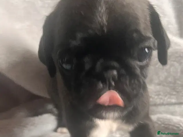 Pug dogs for sale: Stunning KC registered pug puppies - Advert 12