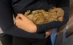 Labradoodle dogs for sale: Miniature labradoodle hypoallergenic  - Image 2