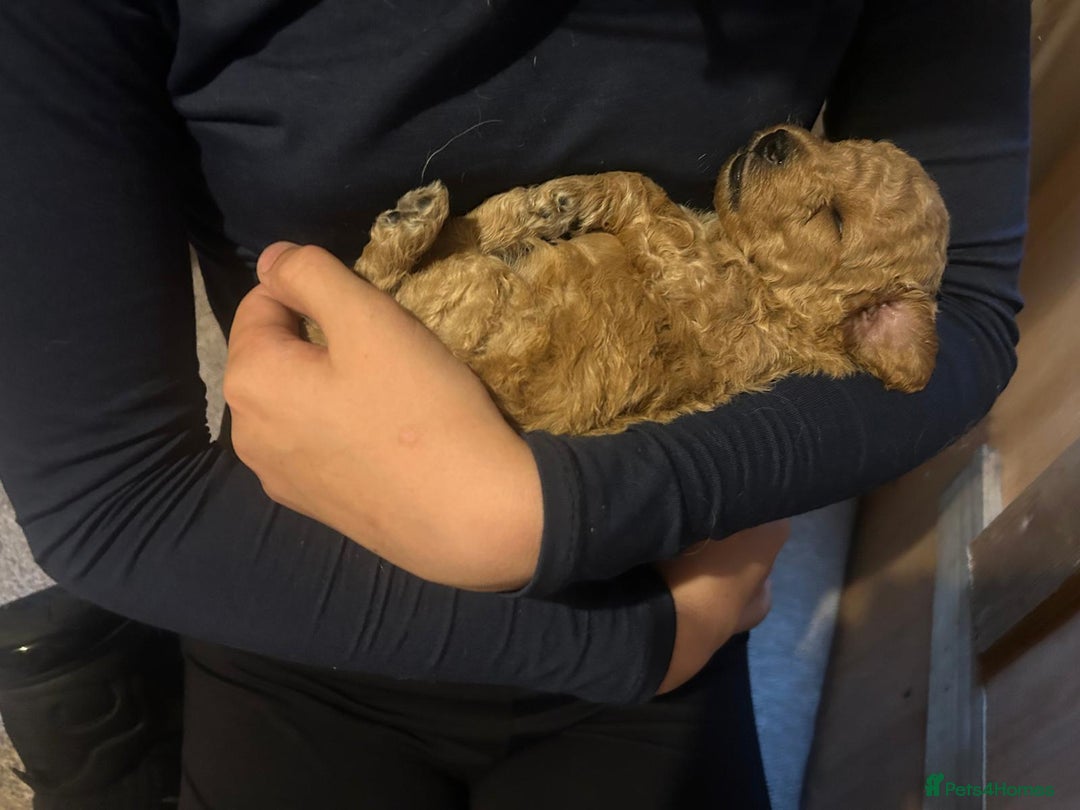 Labradoodle dogs for sale: Miniature labradoodle hypoallergenic  - Image 2