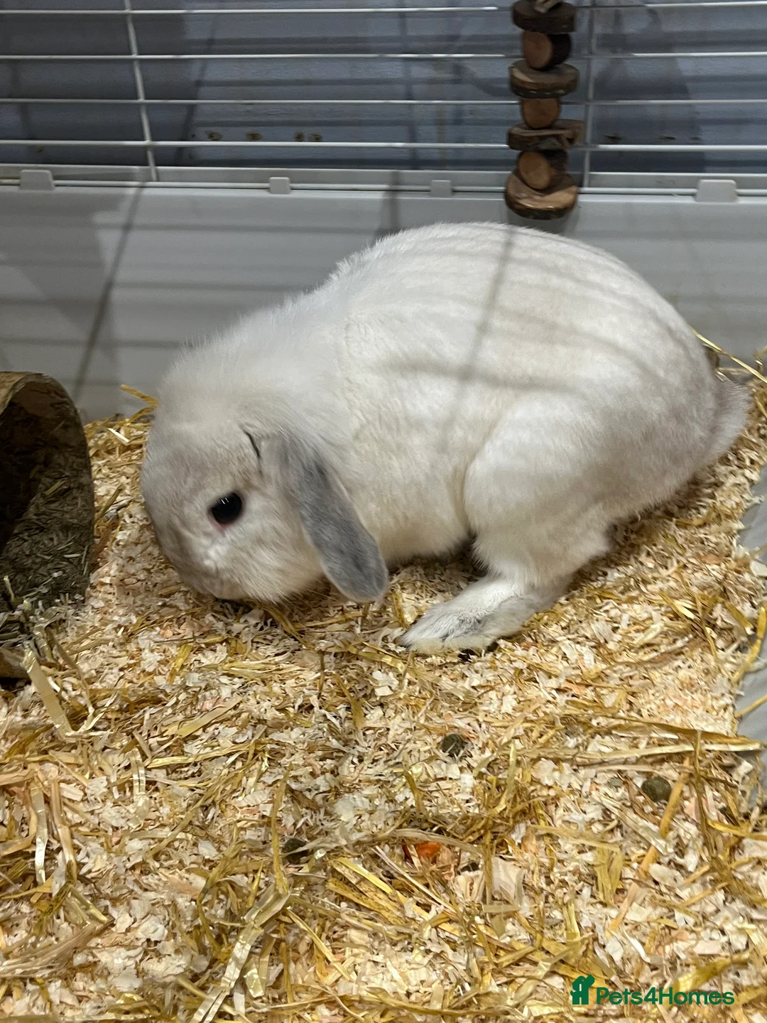 English Lop rabbits for sale: White english lop in Swanley - Advert 4