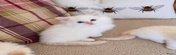 Ragdoll cats for sale: Beautiful Ragdoll Kittens  - Advert 2
