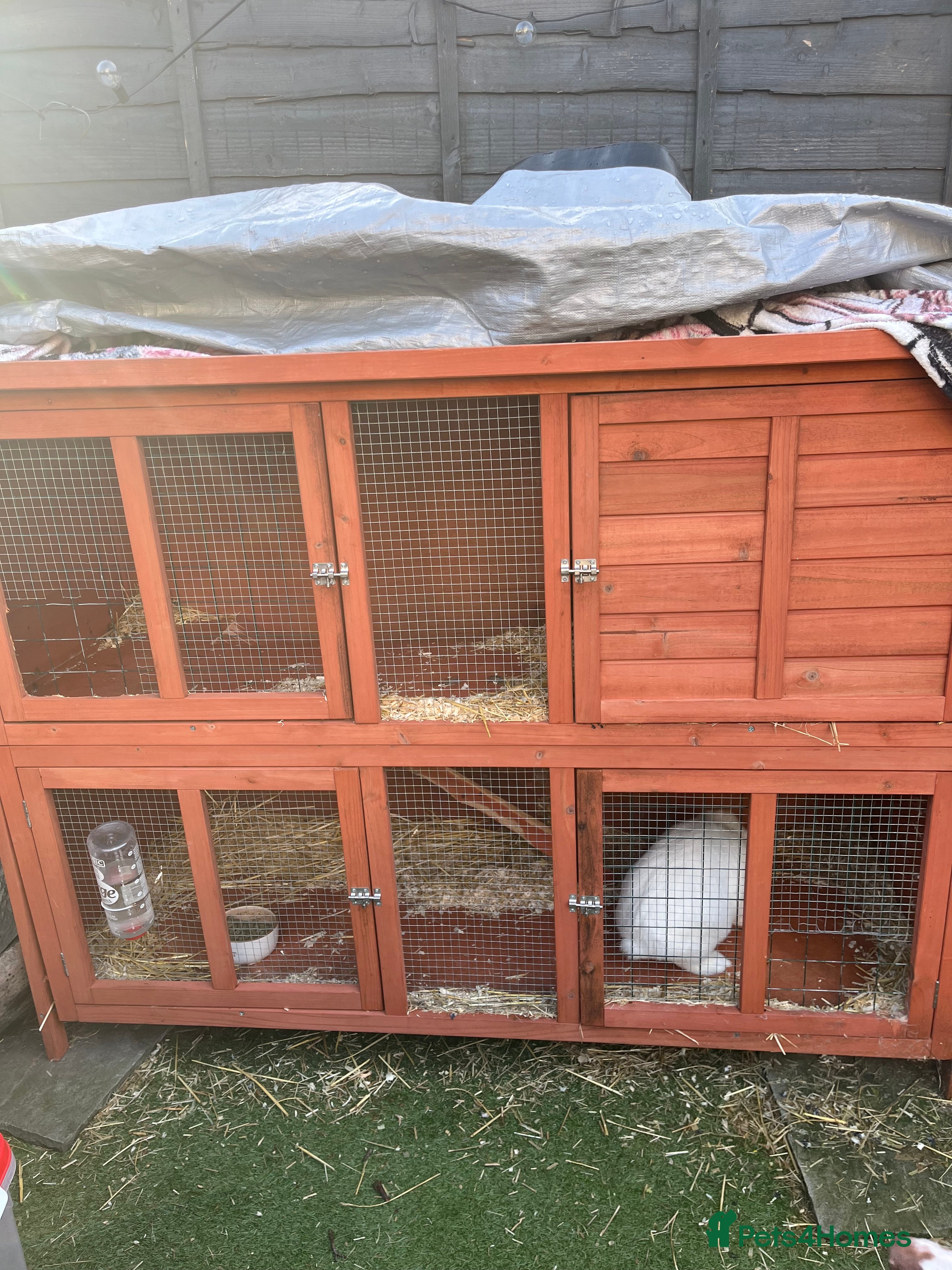 Mini Lop rabbits Mini lop  ear rabbit - Advert 1