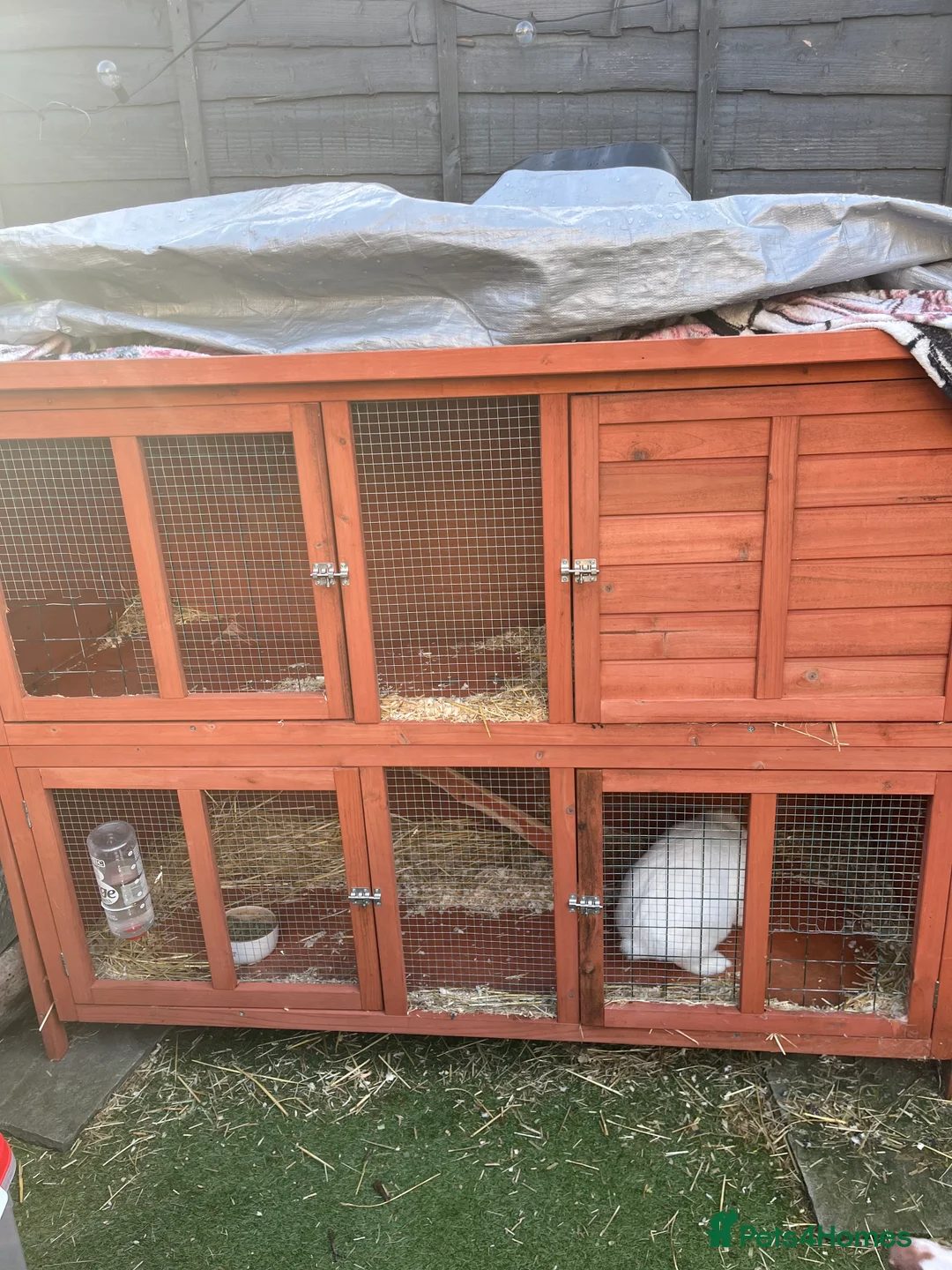 Mini Lop rabbits for sale: Mini lop  ear rabbit in Kidderminster - Advert 1