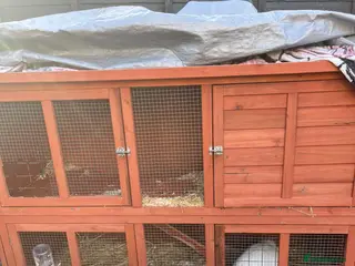 Mini Lop rabbits Mini lop ear rabbit - Advert 1