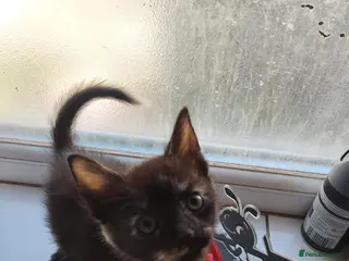 Mixed Breed cats Little Kittens - Advert 1