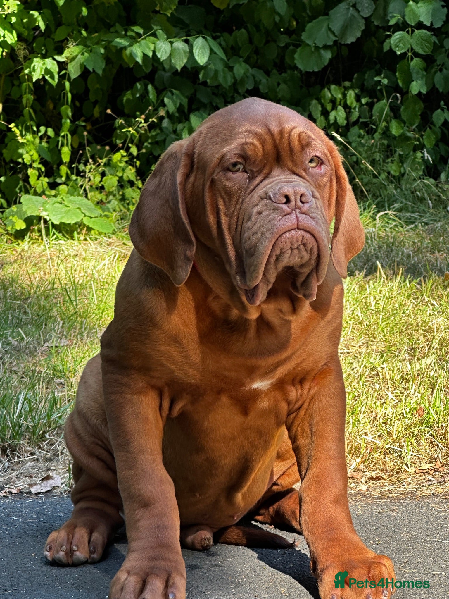 Dogue De Bordeaux dogs Amazing show quality puppies available ! - Advert 3