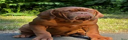 Dogue De Bordeaux dogs for sale: Amazing show quality puppies available ! - Advert 3