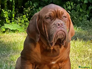 Dogue De Bordeaux dogs Amazing show quality puppies available ! - Advert 3
