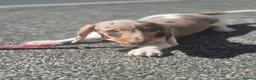 Dachshund dogs for sale: Chocolate & Tan Miniature Dachshund plus more - Advert 15