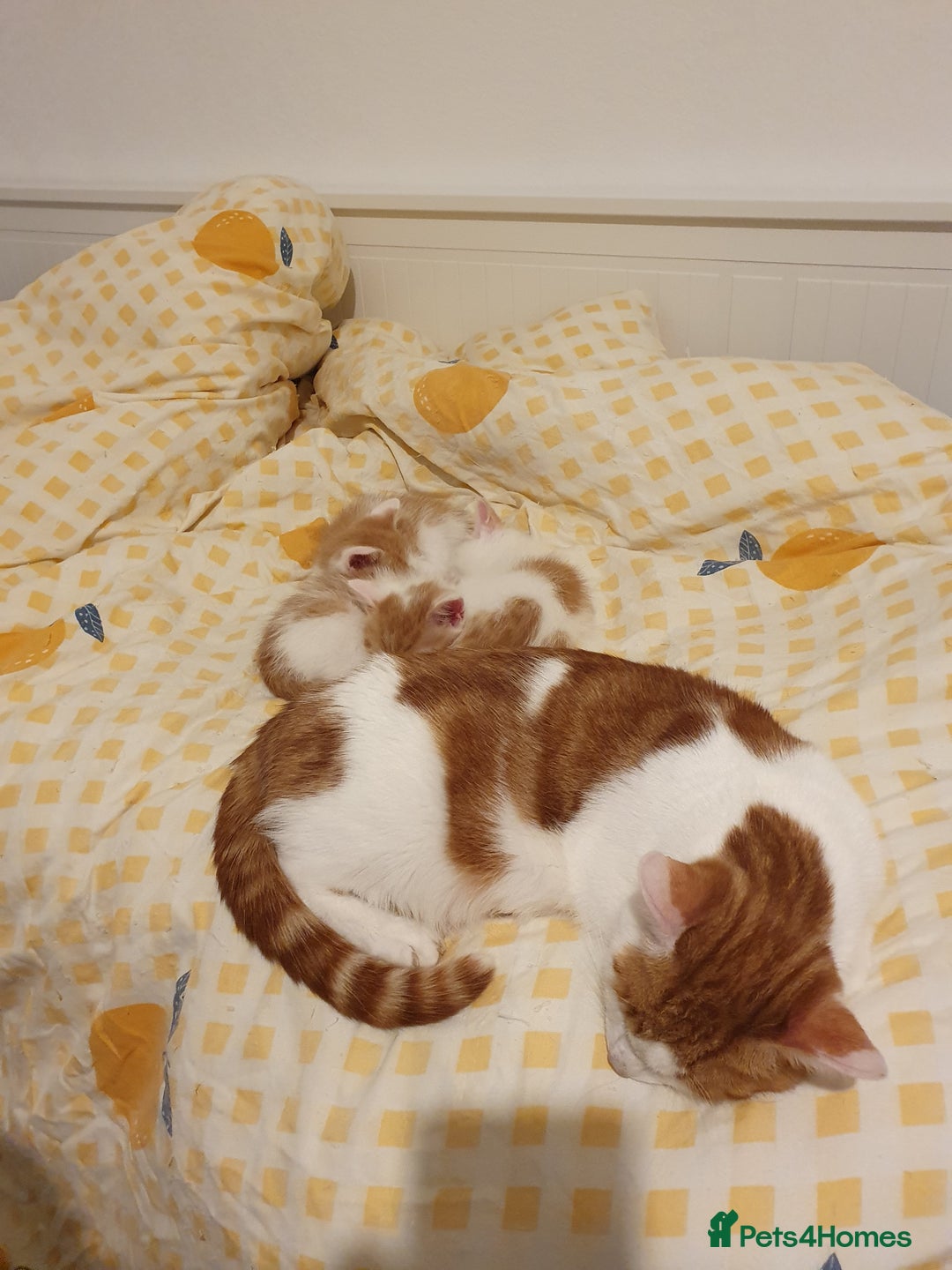 Mixed Breed cats for sale: Playful Ginger & White Kittens  - Advert 10