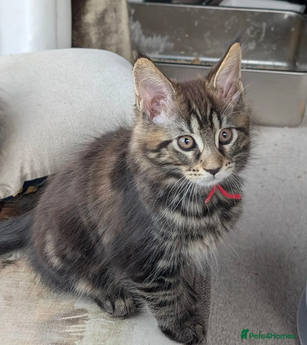 Maine Coon cats for sale: Chunky loveable Maine Coon Boy - Advert 2