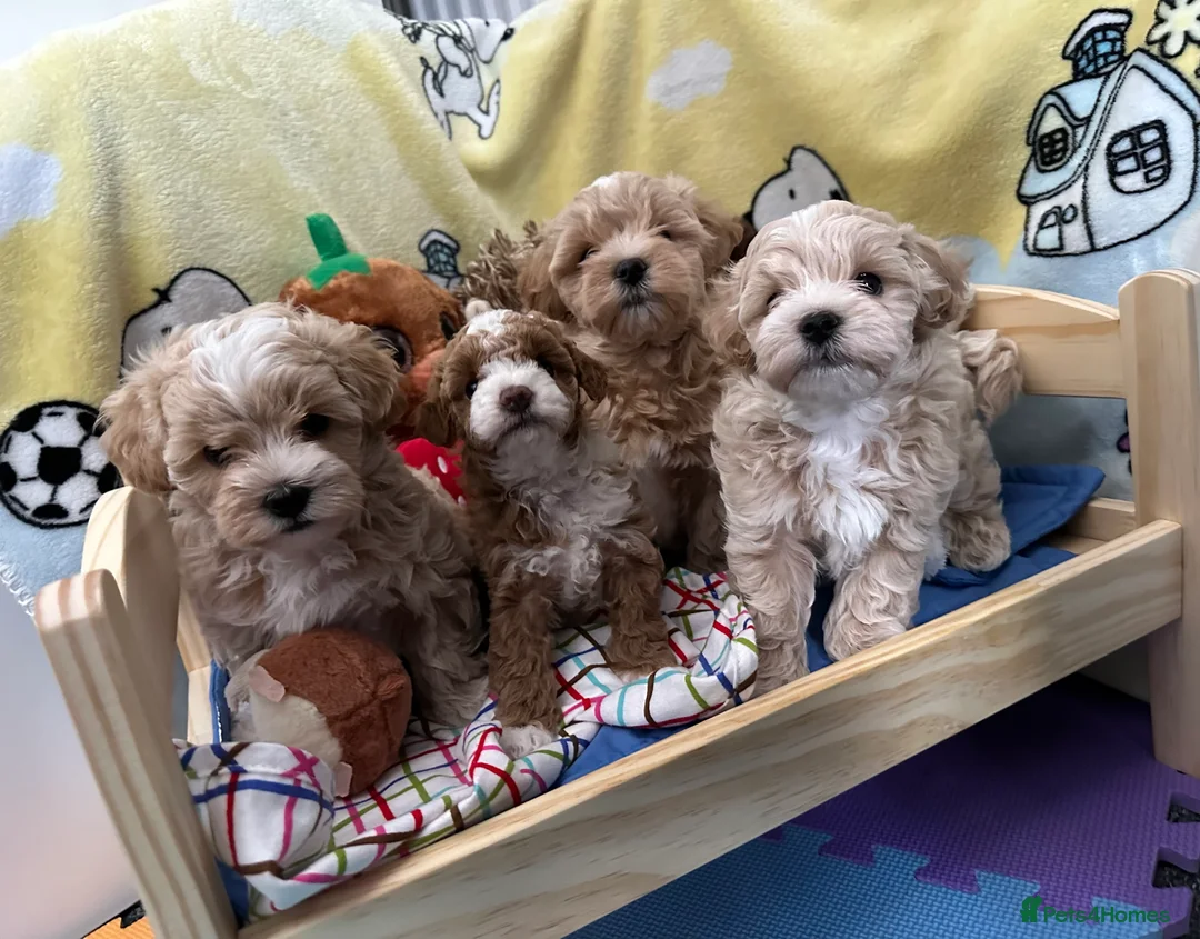 Maltipoo dogs for stud: Beautiful Maltipoo Stud 🐶 in Walsall - Advert 13