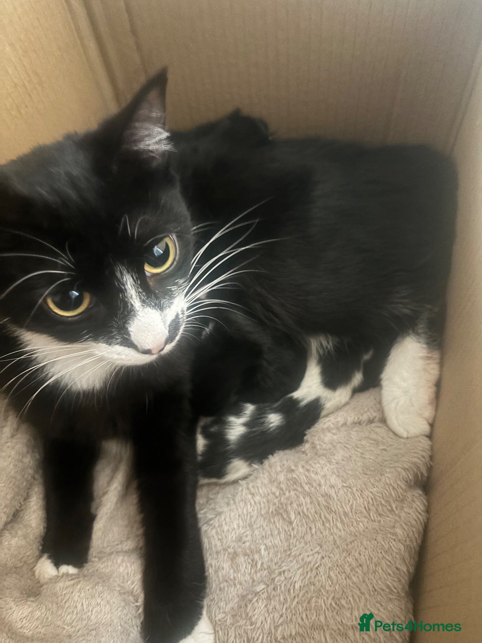 Mixed Breed cats Mixed breed kittens - Advert 1