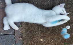 British Shorthair cats for sale: British short hair pure breed - Image 14