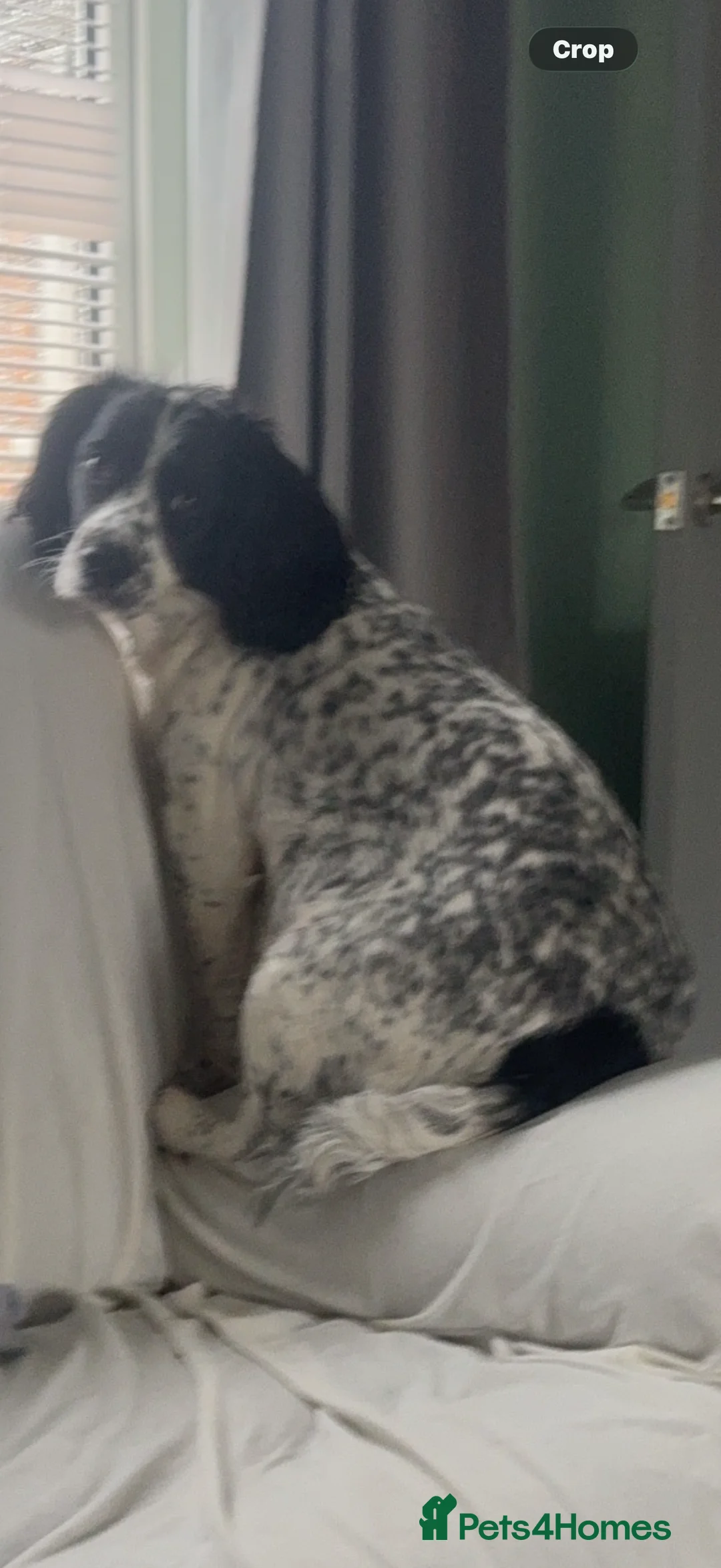 Mixed Breed dogs for sale: Sprockerpoo puppies - Advert 2