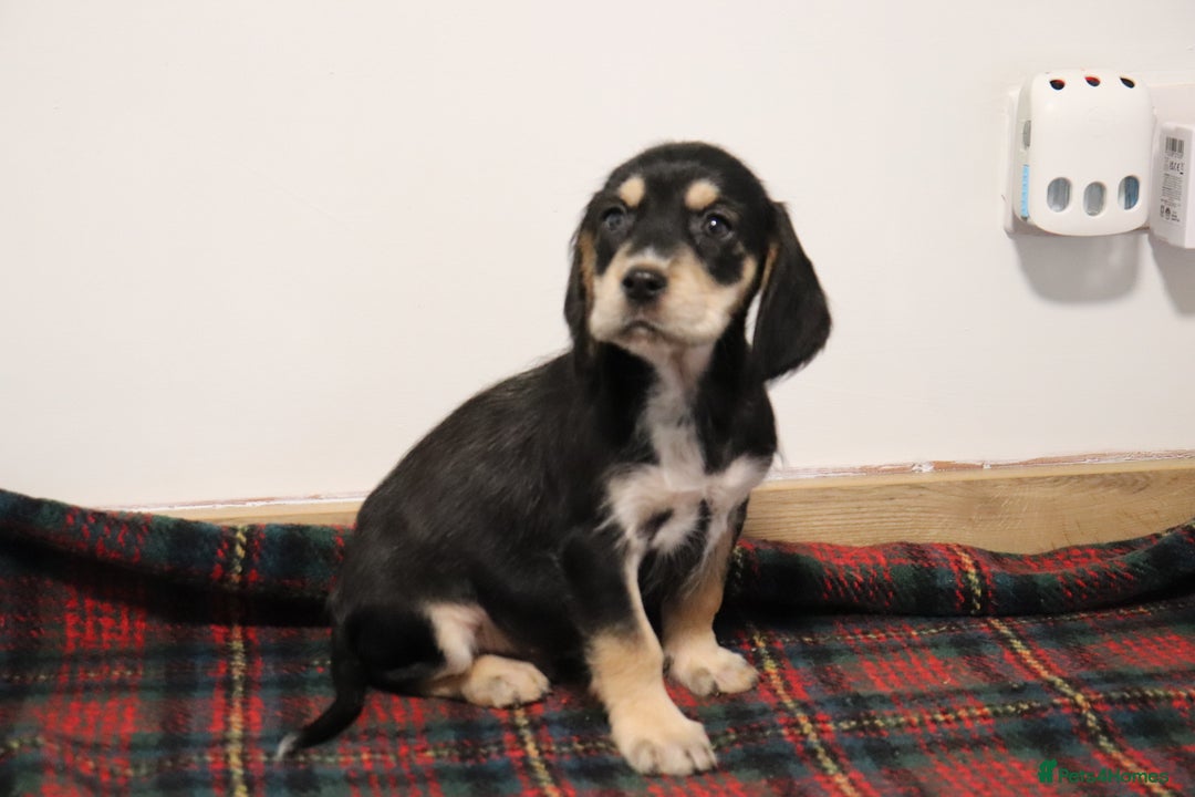 Cocker Spaniel dogs for sale: Stunning Cocker Spaniel Puppies. Now ready.  - Advert 5