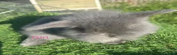 Mini Lion Lop rabbits for sale: Mini Lion Lop Rabbits – Ready This Weekend 🐰 - Advert 12