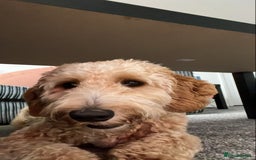 Cockapoo dogs for sale: Cockerpoo for sale  - Image 3