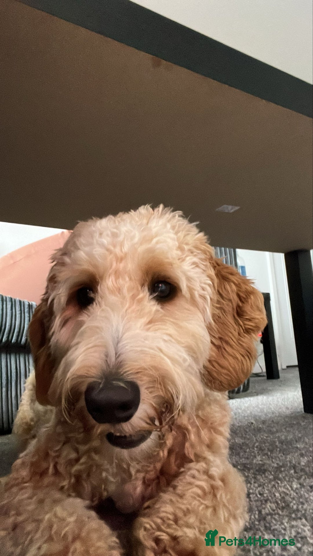 Cockapoo dogs for sale: Cockerpoo for sale  - Image 3