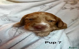 Cockapoo dogs for sale: Adorable Cocker Spaniel/Cockapoo Puppies - Image 31