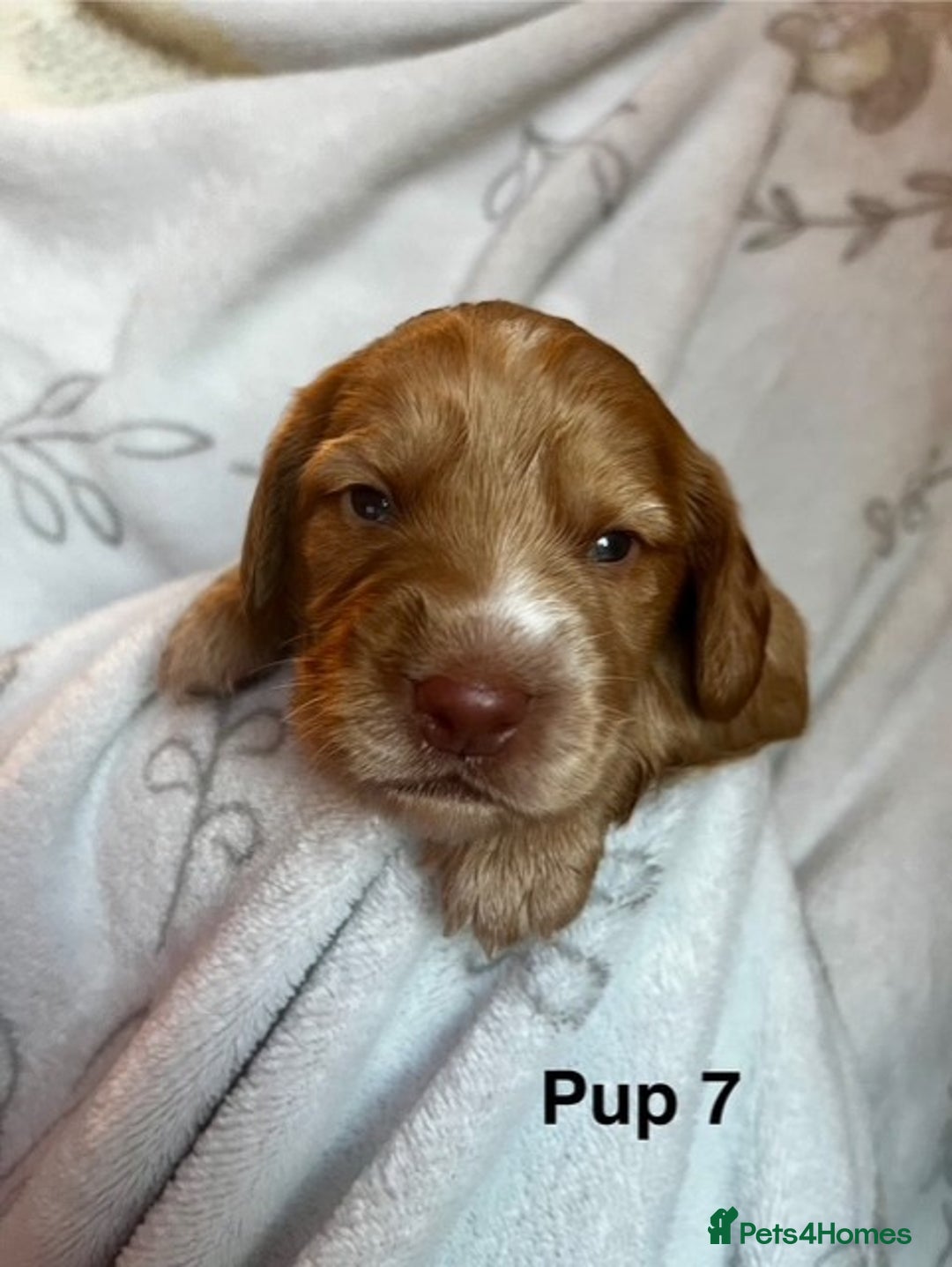 Cockapoo dogs for sale: Adorable Cocker Spaniel/Cockapoo Puppies - Image 31