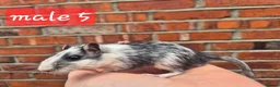Gerbil rodents for sale: 8 gerbils looking for homes - Advert 8