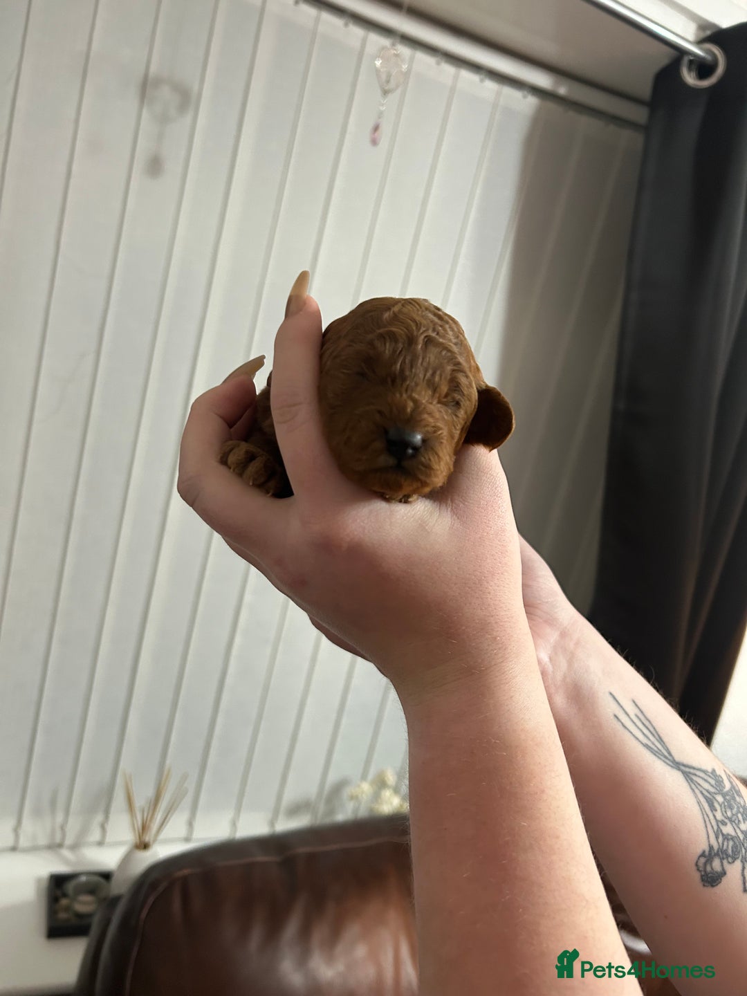 Cavapoochon dogs for sale: Cavapoo puppies  - Advert 2