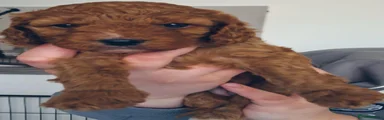 Cockapoo Puppy  (chocolate)