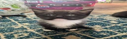 Mixed Breed cats for sale: Beautiful mixed breed kittens - Advert 3