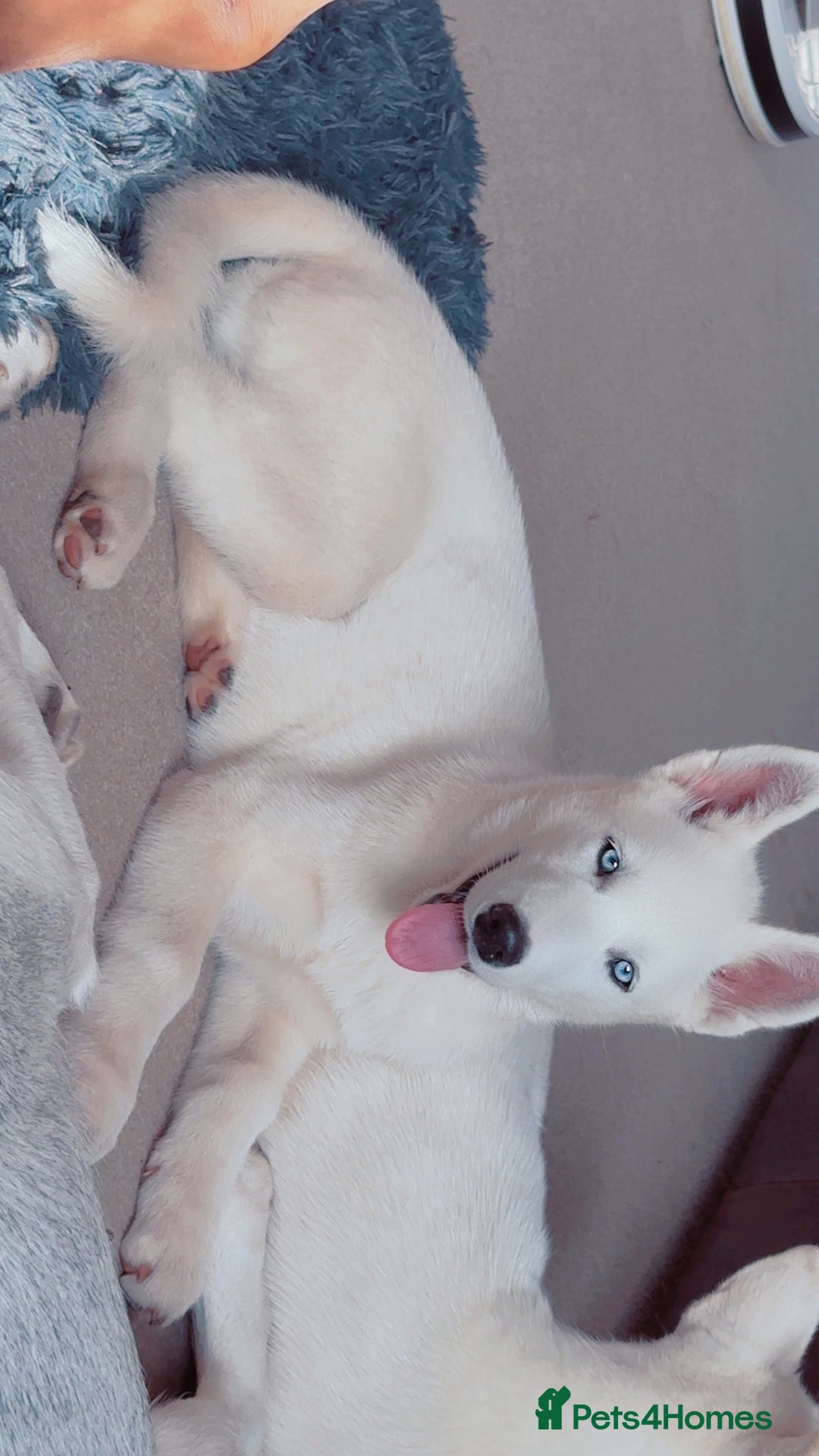 Siberian Husky dogs for sale: Beautiful Blue Eyes Siberian Husky 😍  - Image 7