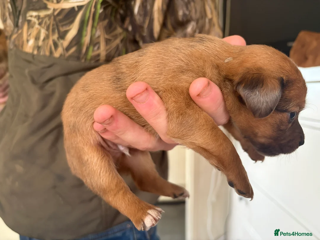 Jack Russell dogs for sale: Jack Russell puppies  - Advert 3