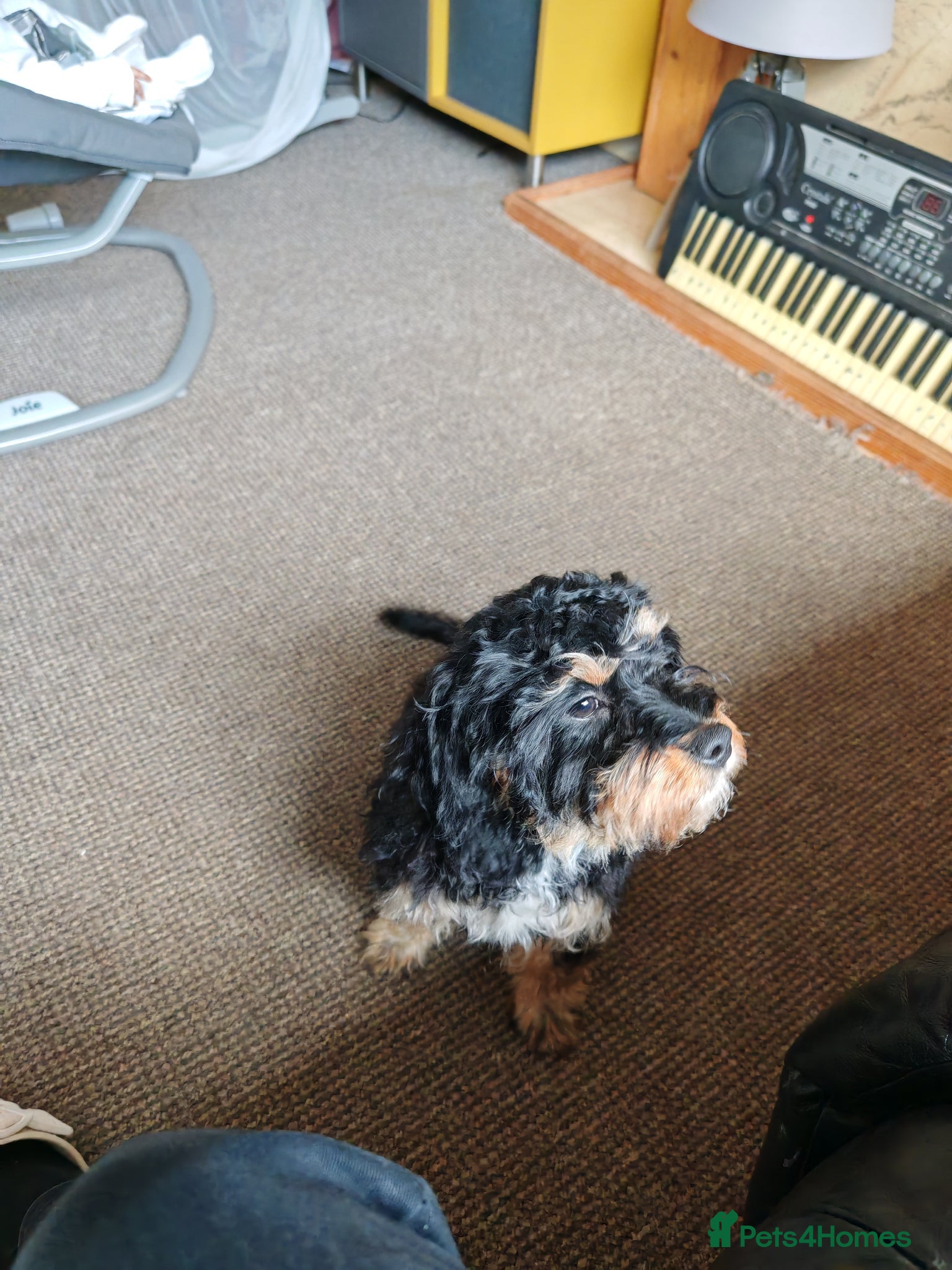 Cavapoo dogs Cavapoo (honey)  - Advert 4