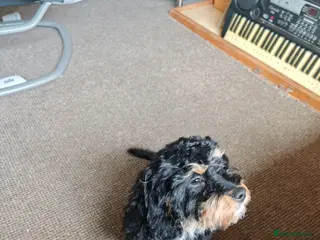 Cavapoo dogs Cavapoo (honey) - Advert 1