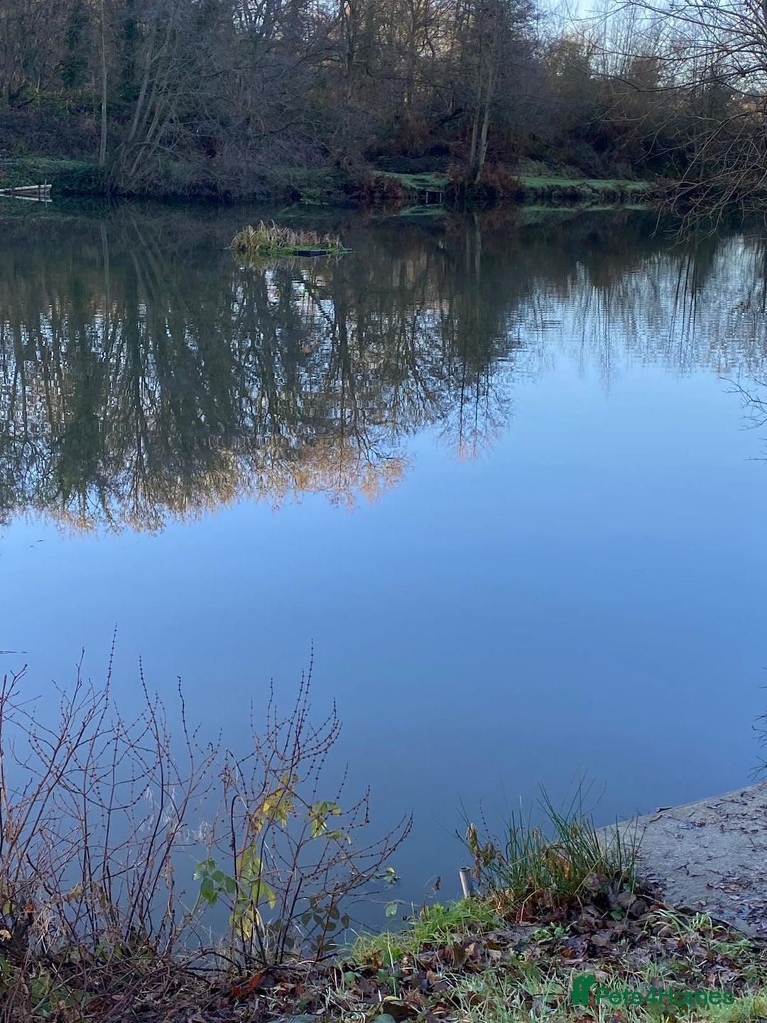 Welsh Terrier dogs for sale: A STUNNING LITTER OF WELSIES - Advert 8