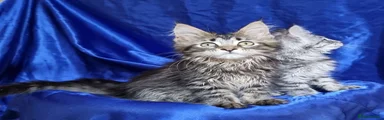Brown tabby male