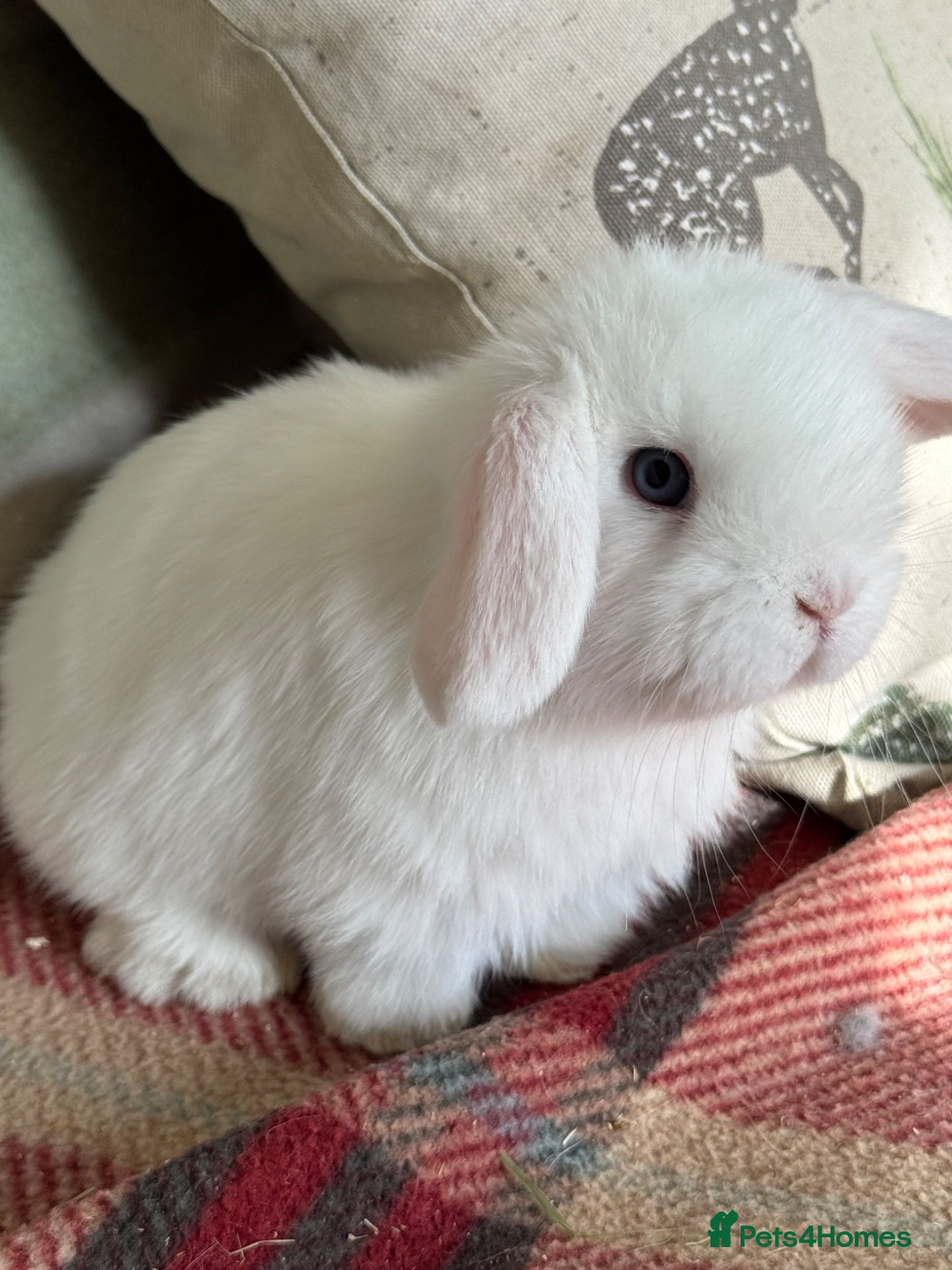 Mini Lop rabbits Lovely, chilled *vaccinated* mini lop baby girl - Advert 2