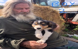 Border Collie dogs for sale: Traditional rough coated Border collie pups - Image 6
